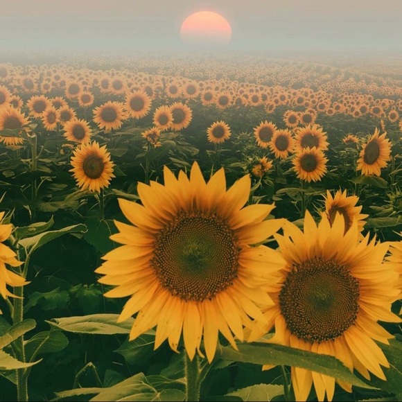 Meet your Posher, Mariah - Picture 1 of 1